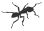 dessin d'une fourmi